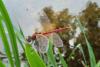 Sympetrum fonscolombii